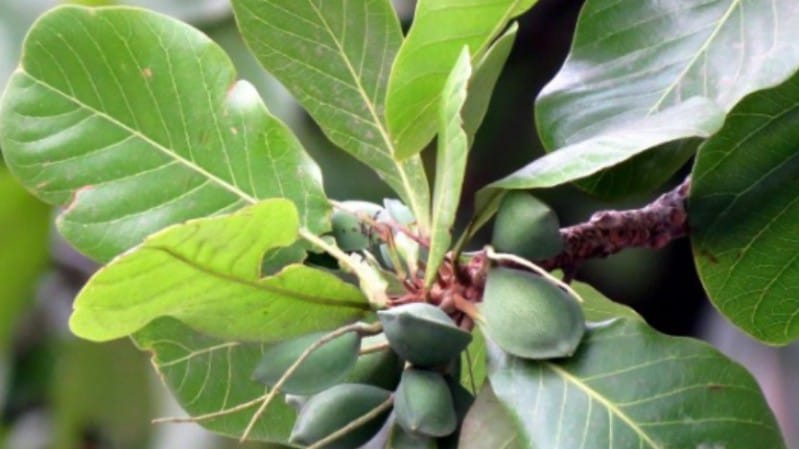 Healing Powers of Ketapang Leaves: Health Benefits and Aquarium Care