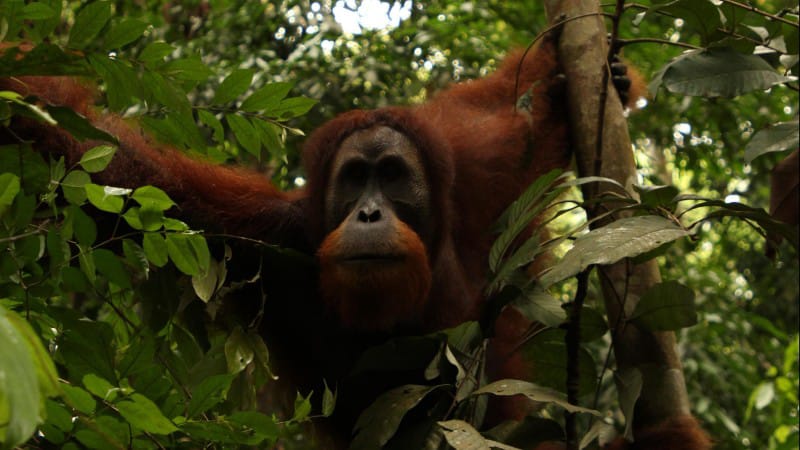 Bukit Lawang: Nature Paradise and Adventure in North Sumatra