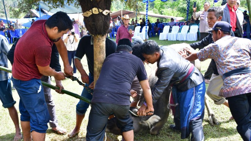Mangalahat Horbo Ritual Marks Mangase Taon 2026 in Samosir
