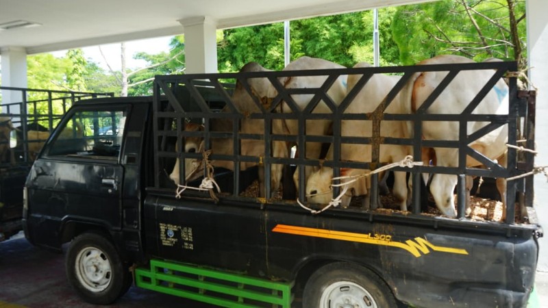 Deli Serdang Receives 14 Livestock Donations from Angkasa Pura Aviasi for Eid CSR