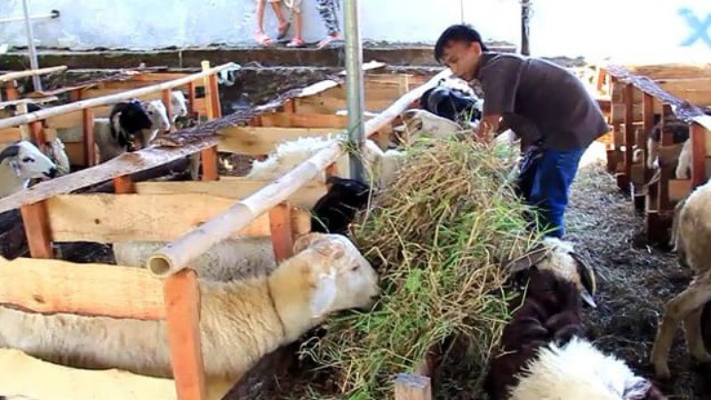 Aceh Ensures Stable Livestock Supply Ahead of Meugang and Eid al-Adha 1447 H
