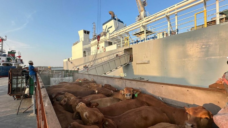 Pelindo Multi Terminal Reports 6.7% Livestock Growth Ahead of Iduladha 2026