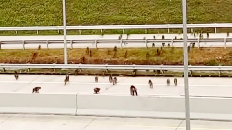 Monkeys Cross Indrapura&ndash;Kisaran Toll Road, Operator Steps Up Safety Measures