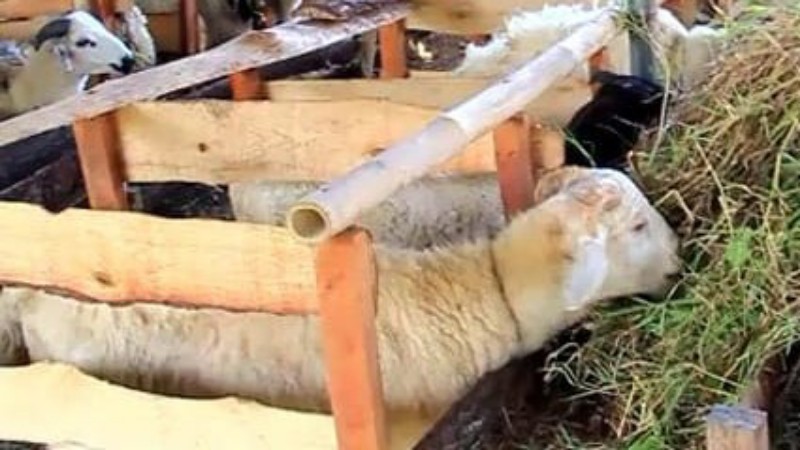 North Sumatra Secures Livestock Supply Ahead of Eid al-Adha 2026