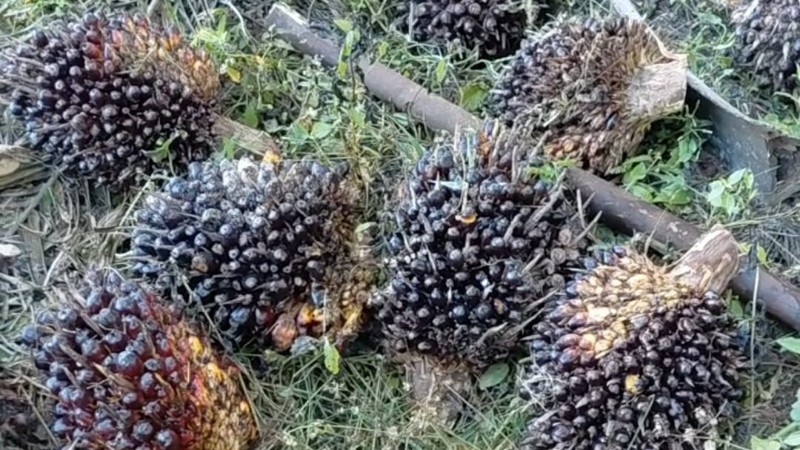 Kampung Rakyat Police Arrest Palm Oil Fruit Thief in Labuhanbatu Selatan