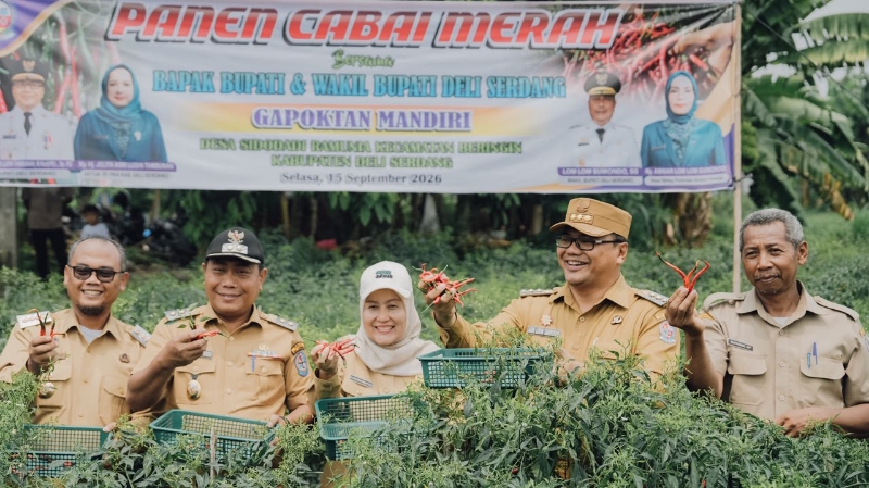 Beringin Farmers Expand Chili Cultivation as Deli Serdang Moves to Stabilize Prices