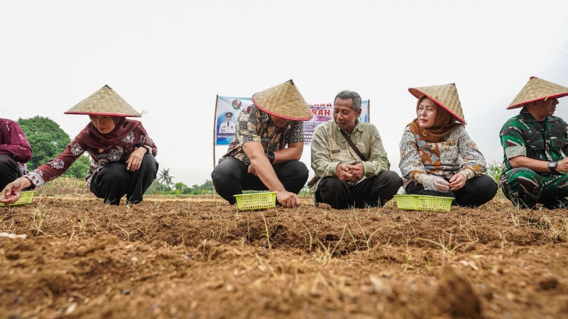 Deli Serdang Expands Shallot Cultivation in Namorambe