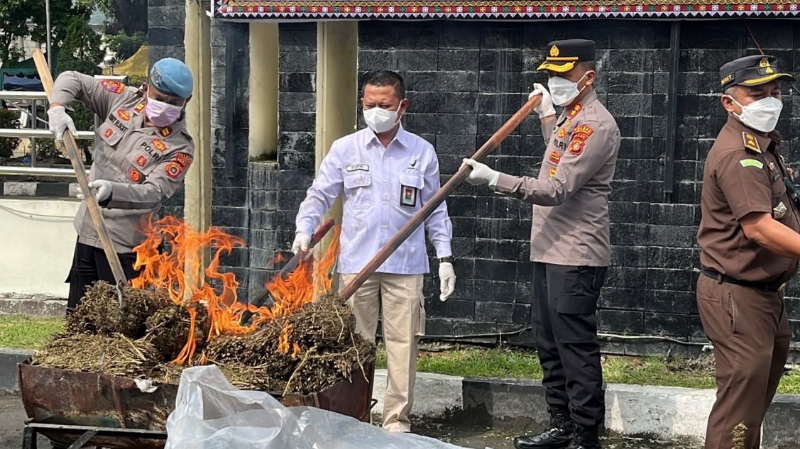 Aceh Tengah Police Destroy 101.9 Kilograms of Cannabis From Three Cases